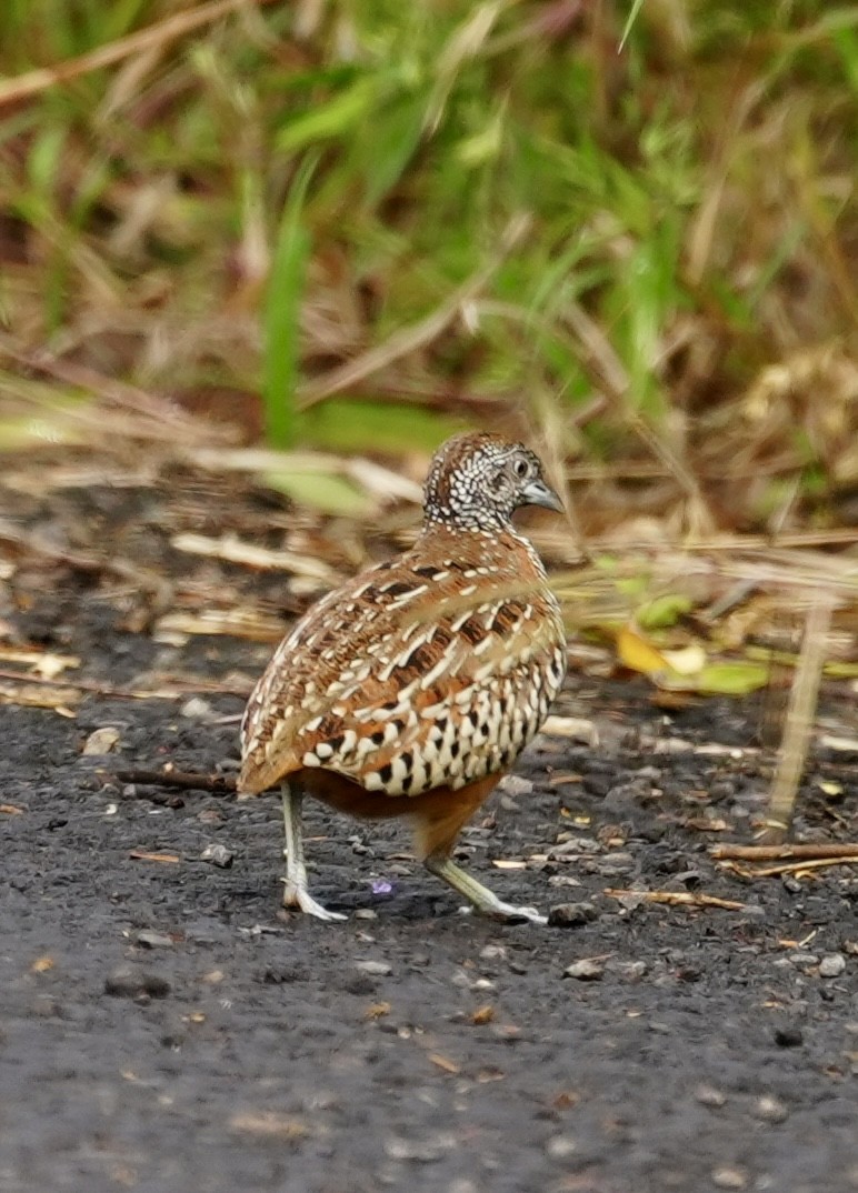 Barred Buttonquail - ML644312454