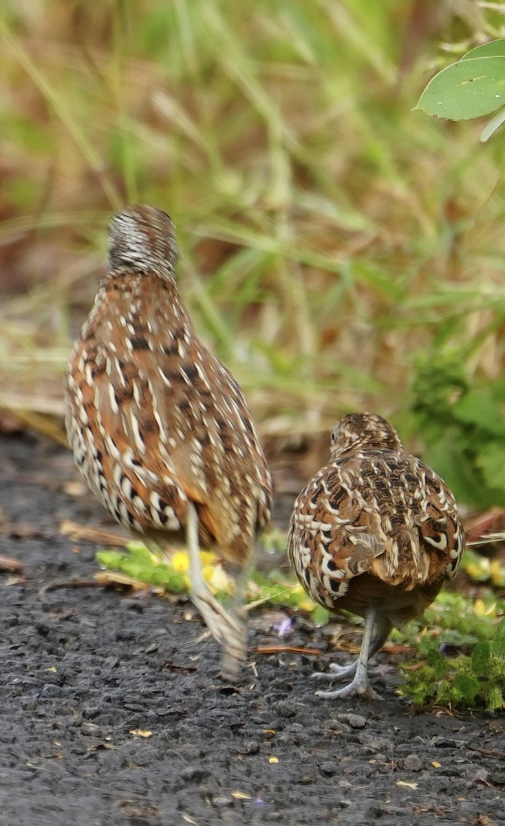 Barred Buttonquail - ML644312455