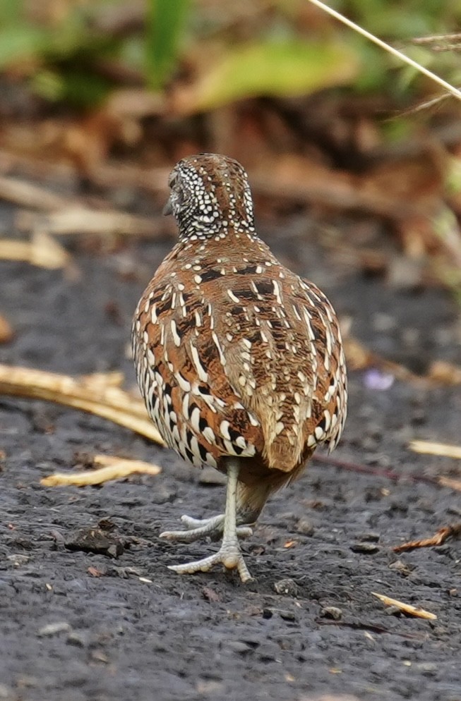 Barred Buttonquail - ML644312456