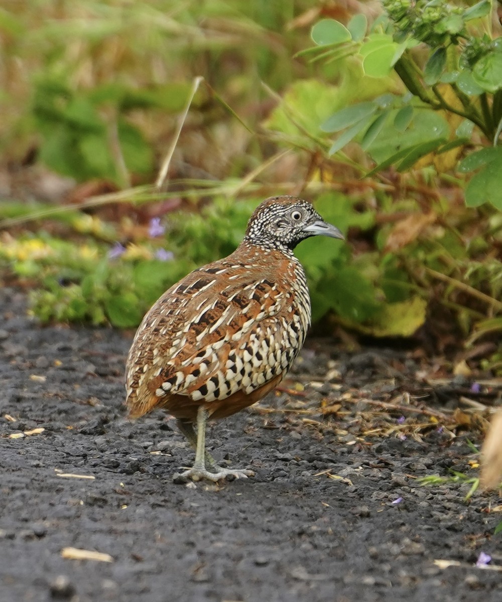 Barred Buttonquail - ML644312457