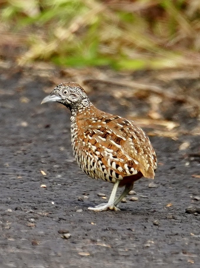 Barred Buttonquail - ML644312458
