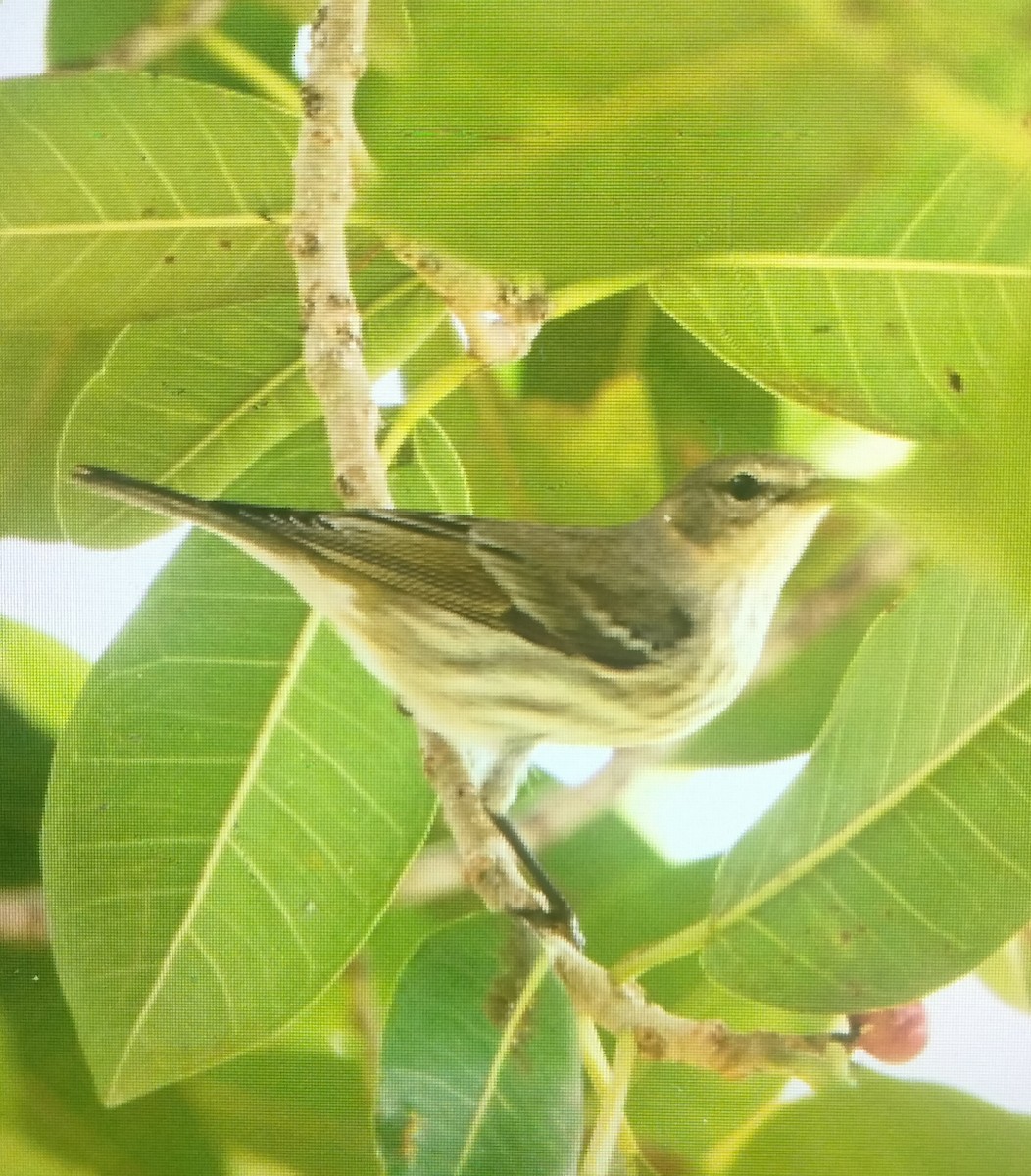 Kaplan Ötleğeni - ML644312462