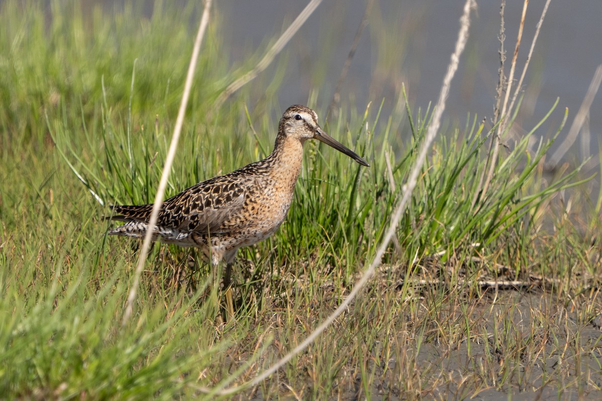短嘴半蹼鷸 - ML644312471