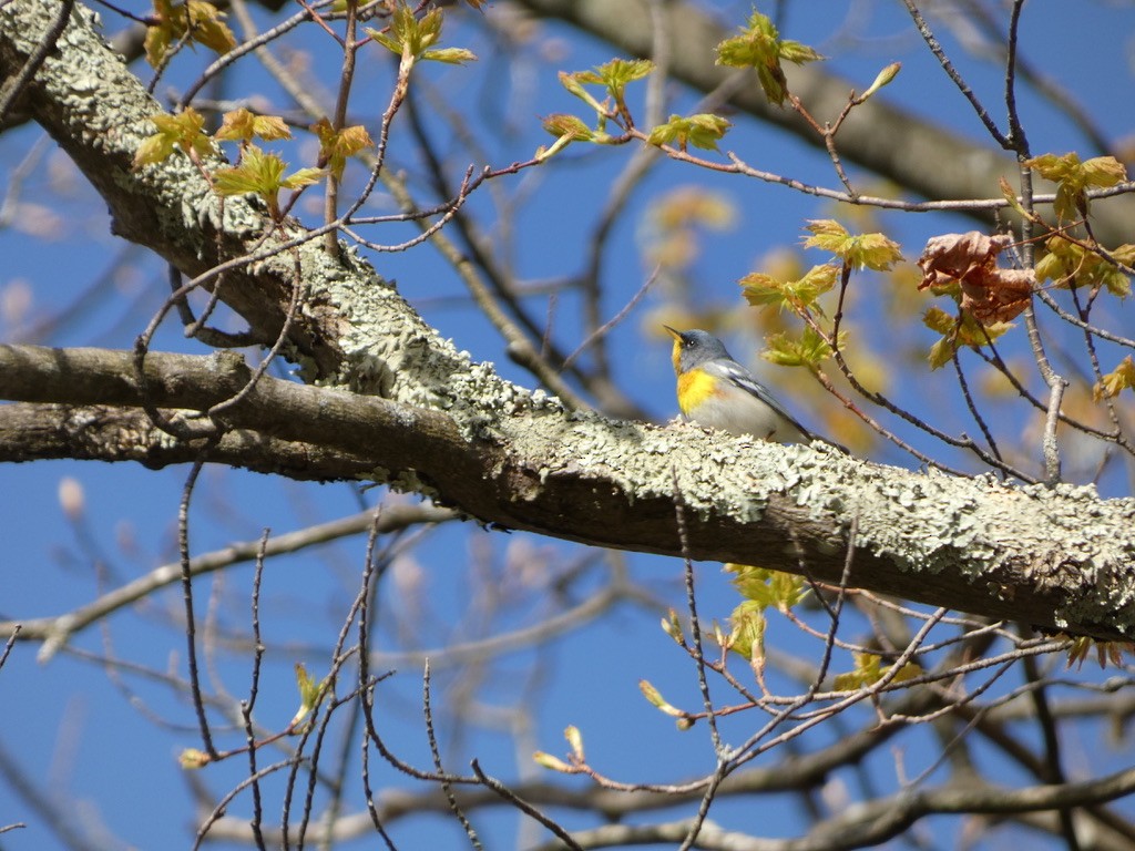 stryparula - ML644312486