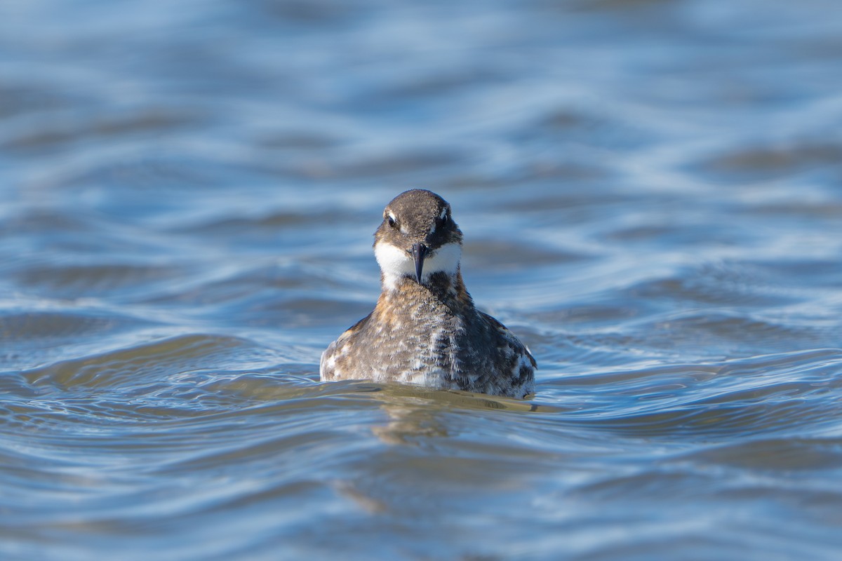 Odinshühnchen - ML644312494