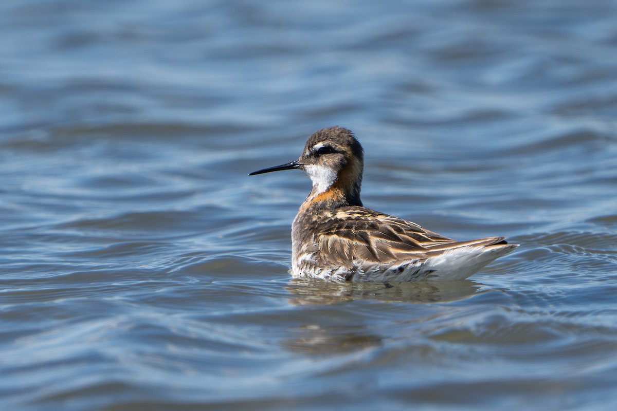 Odinshühnchen - ML644312495