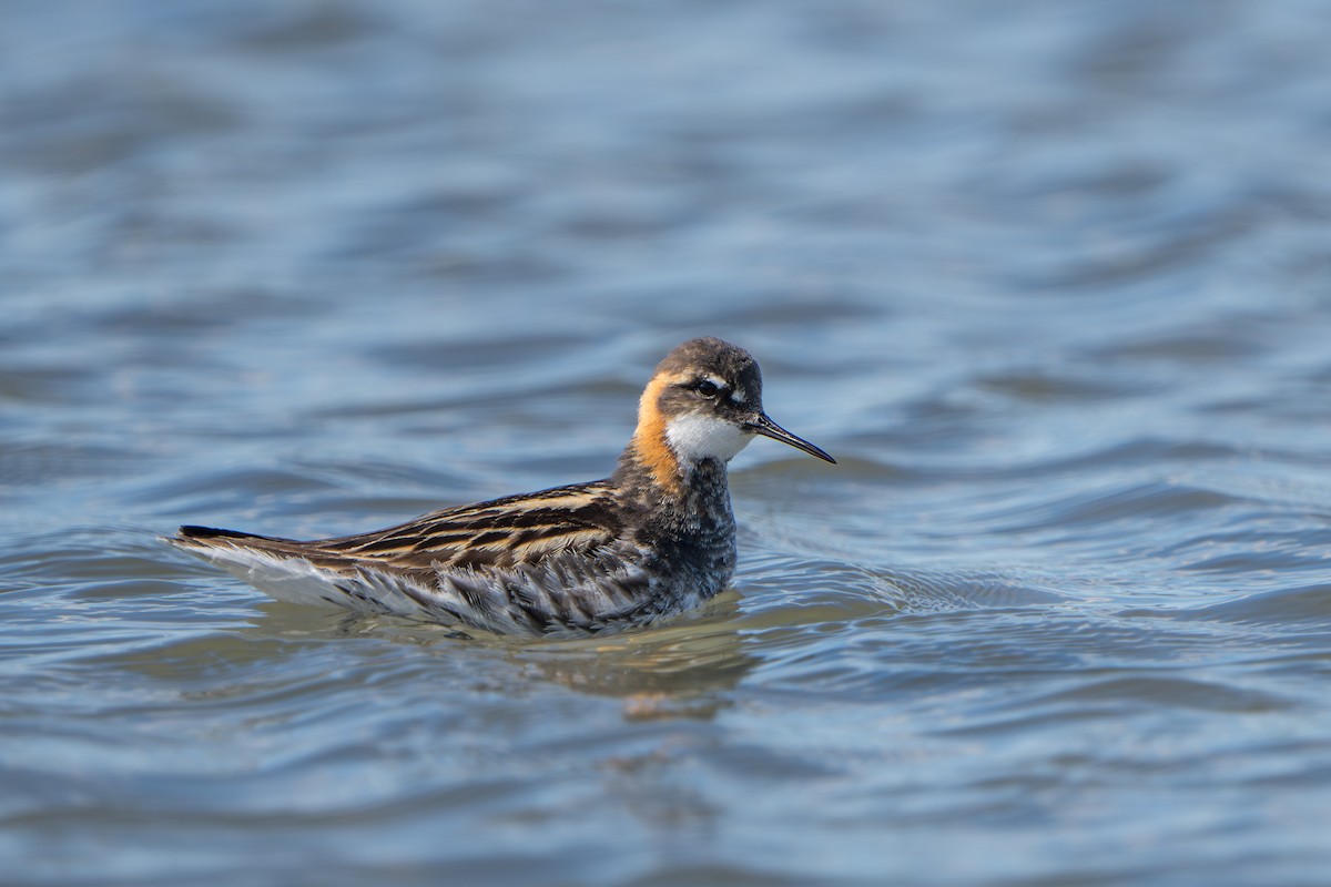 Odinshühnchen - ML644312496