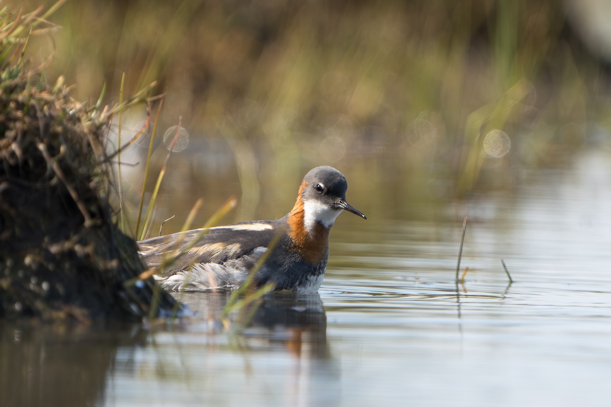 Odinshühnchen - ML644312497