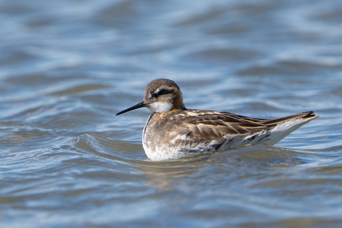 Odinshühnchen - ML644312498