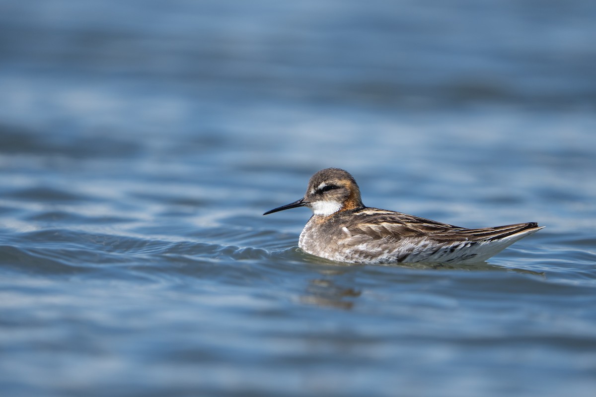 Odinshühnchen - ML644312499