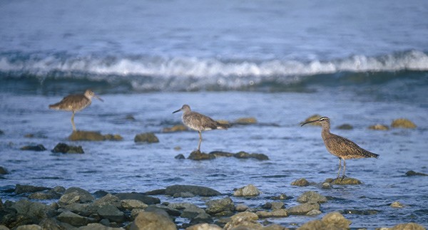 Hudsonian/Eurasian Whimbrel - ML644312501