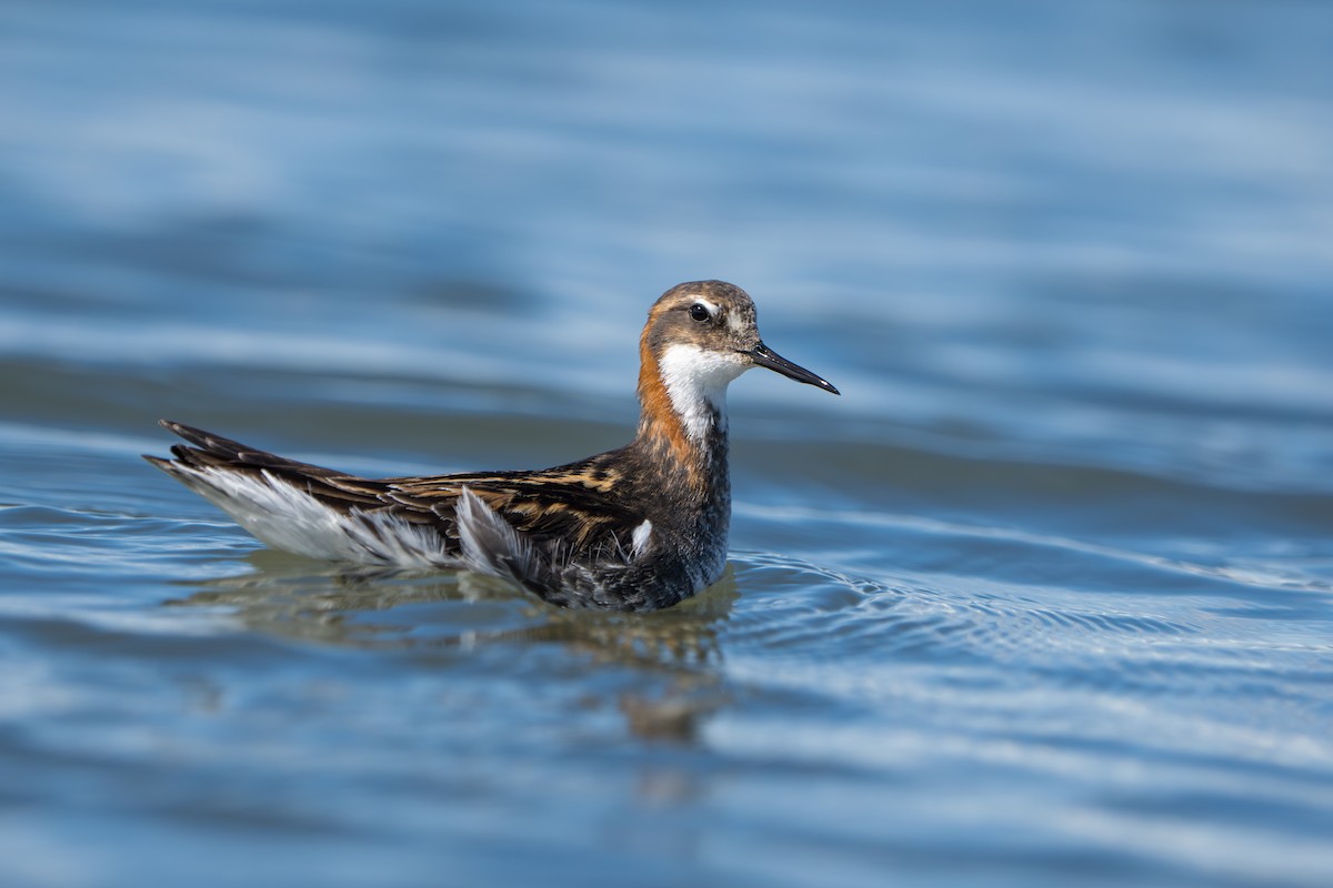 Odinshühnchen - ML644312502