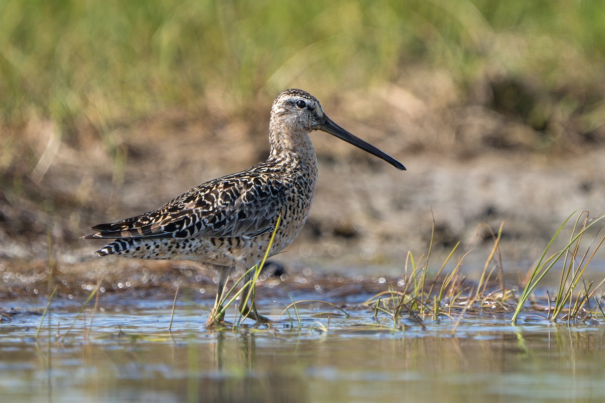 短嘴半蹼鷸 - ML644312513