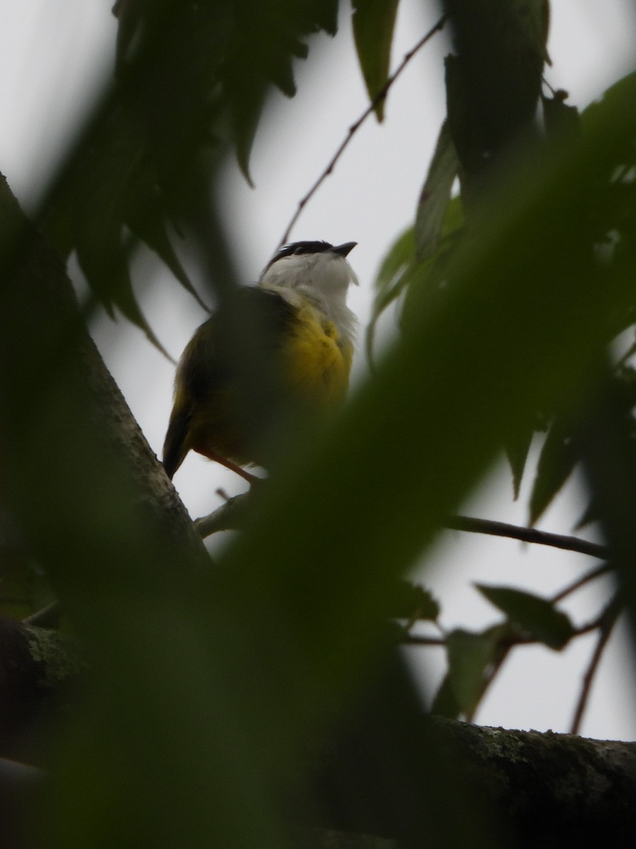 White-collared Manakin - ML644312517