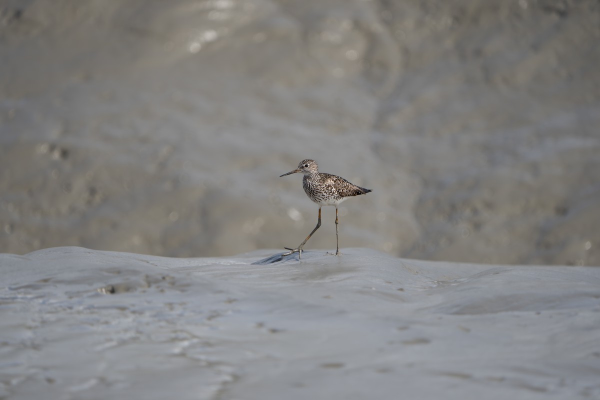 Gelbschenkel - ML644312518