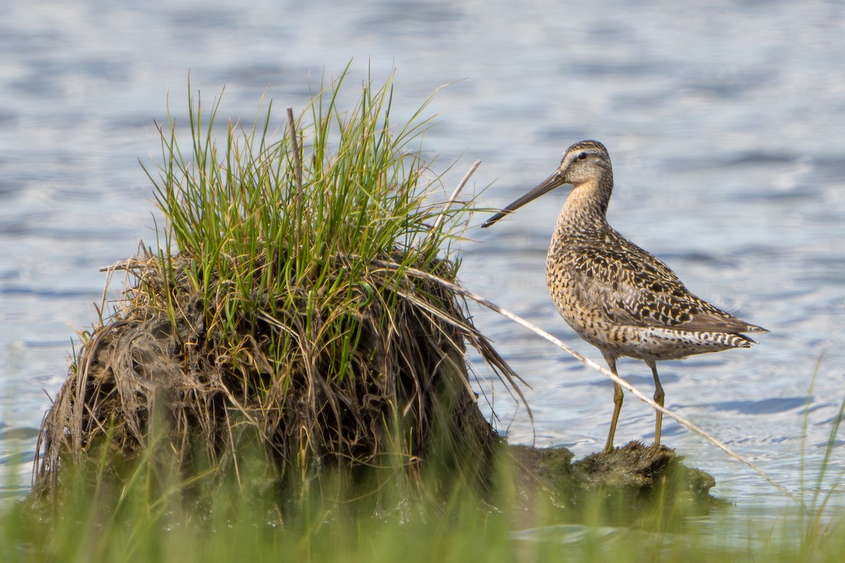 短嘴半蹼鷸 - ML644312520