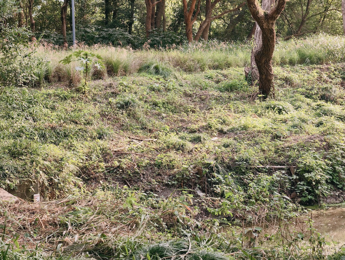 Eurasian Woodcock - ML644312534