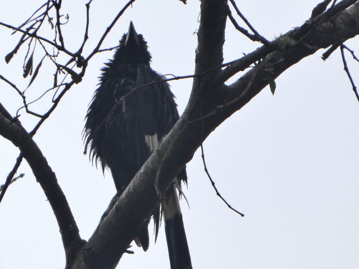 Verdugo Pío - ML644312537