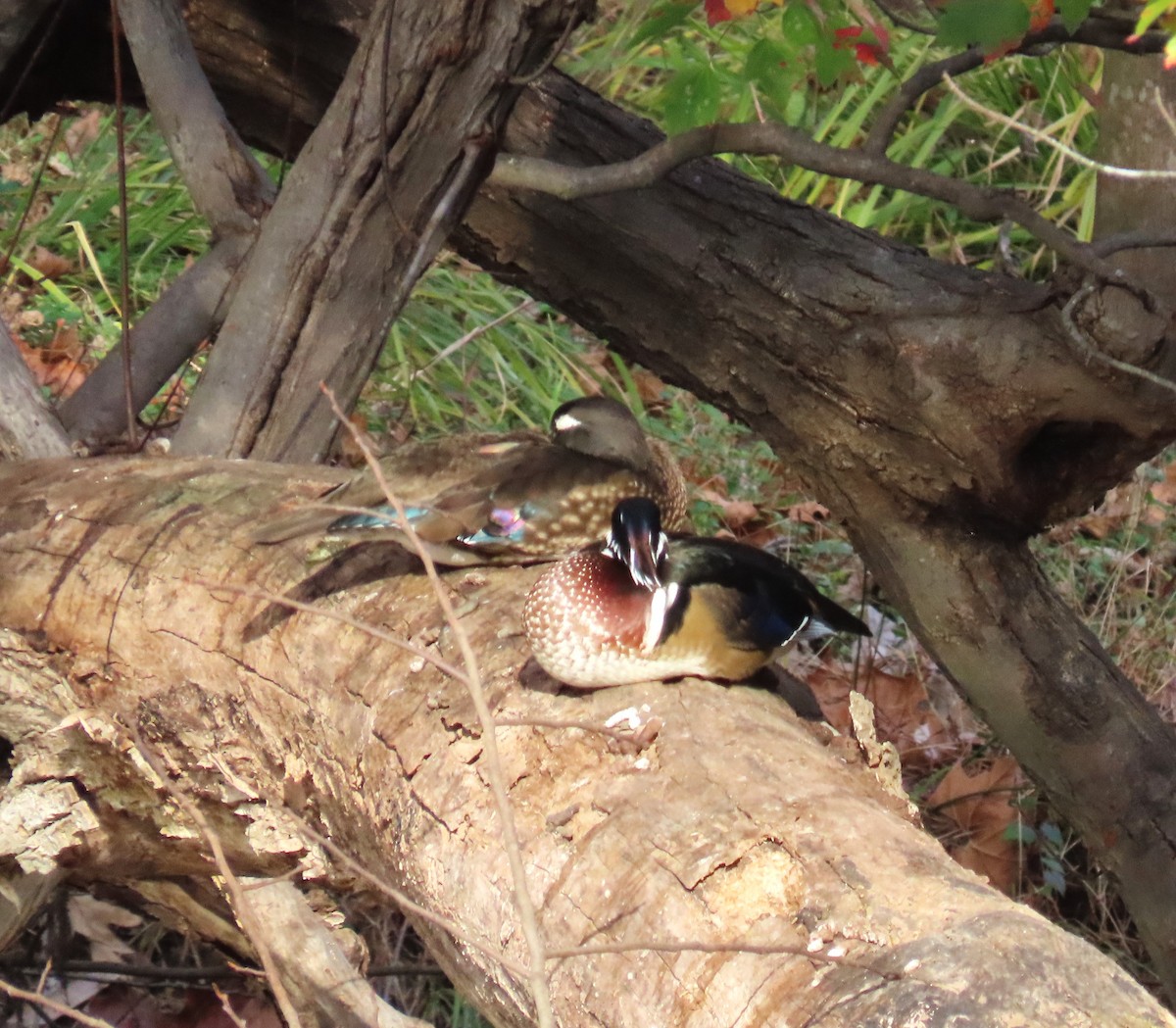 Wood Duck - ML644312546
