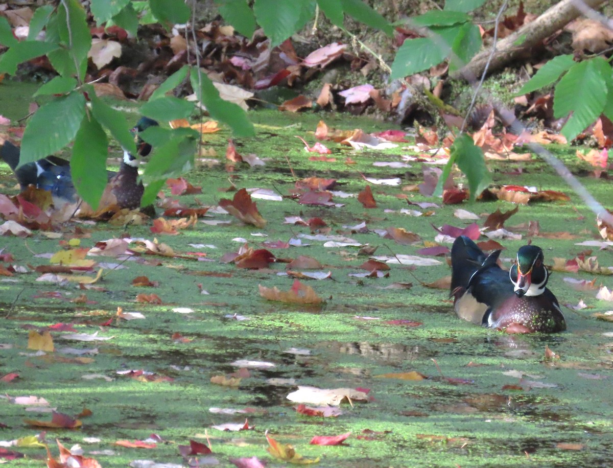 Wood Duck - ML644312548