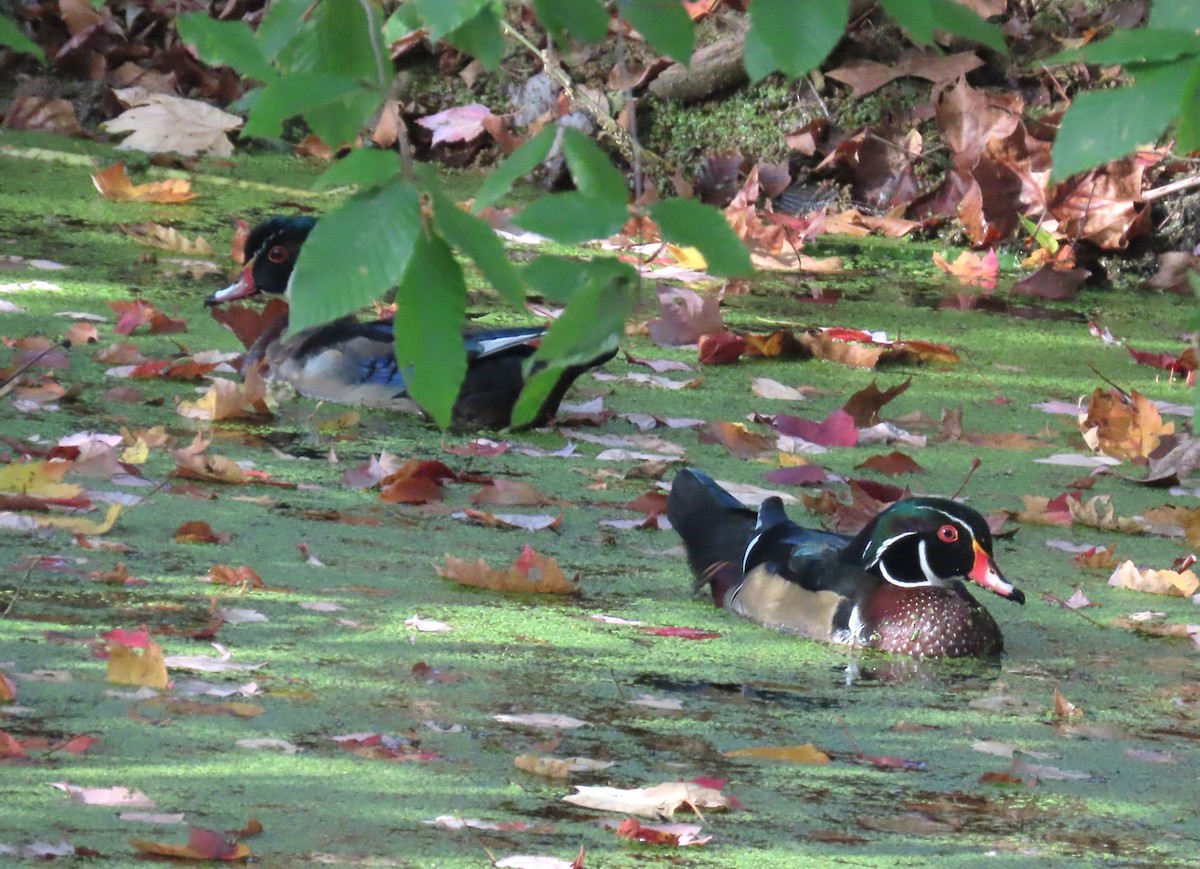 Wood Duck - ML644312549