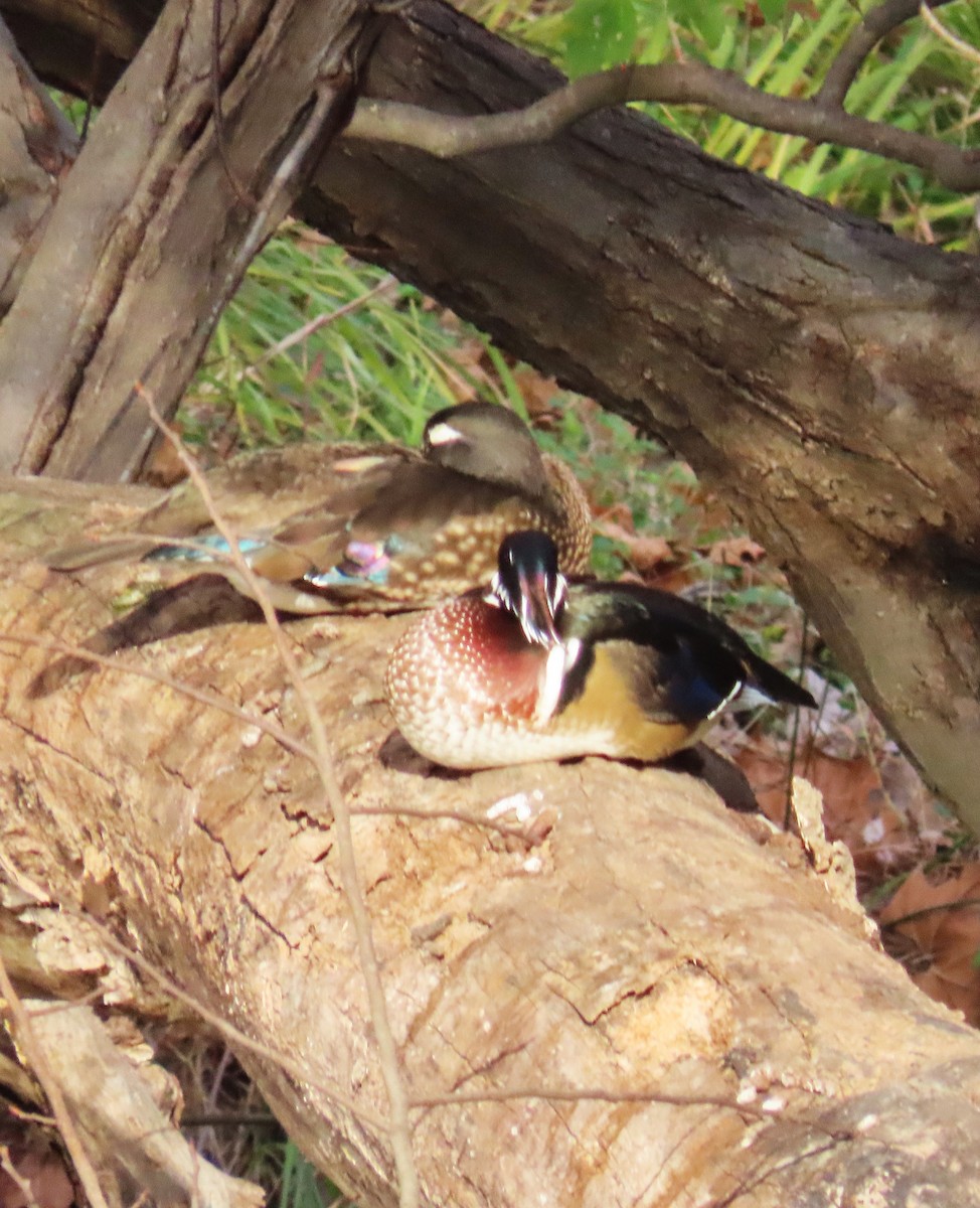Wood Duck - ML644312550