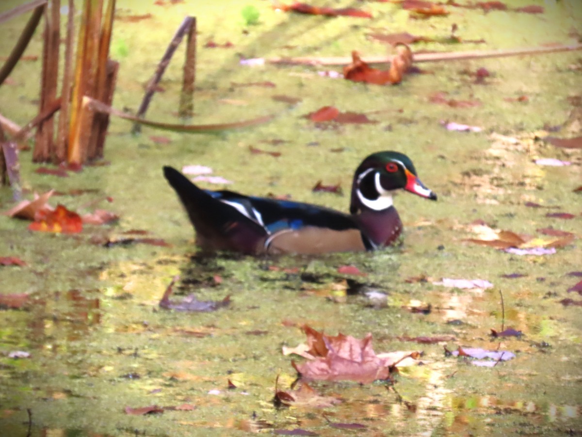 Wood Duck - ML644312551