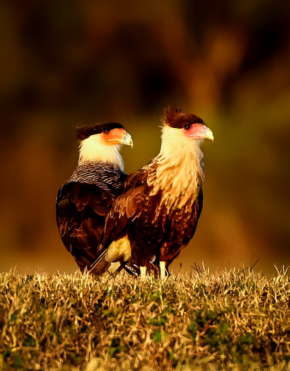 ミナミカラカラ - ML644312560