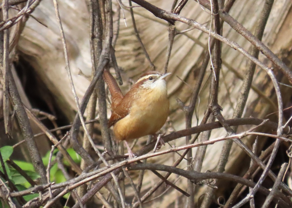 Carolina Wren - ML644312564
