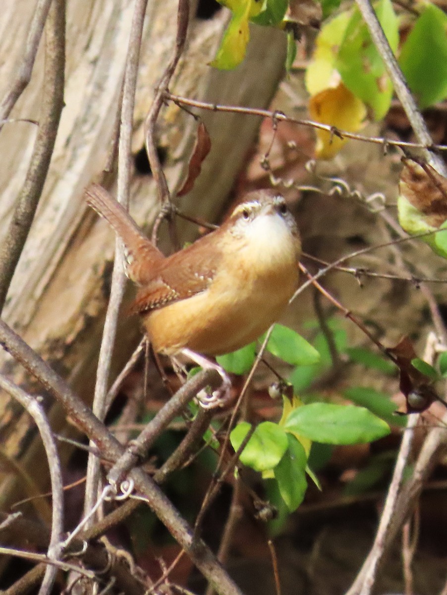 Carolina Wren - ML644312565