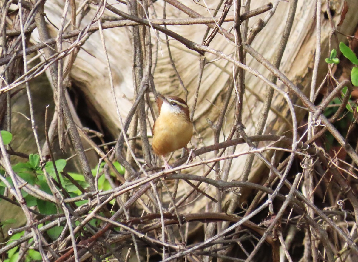 Carolina Wren - ML644312566
