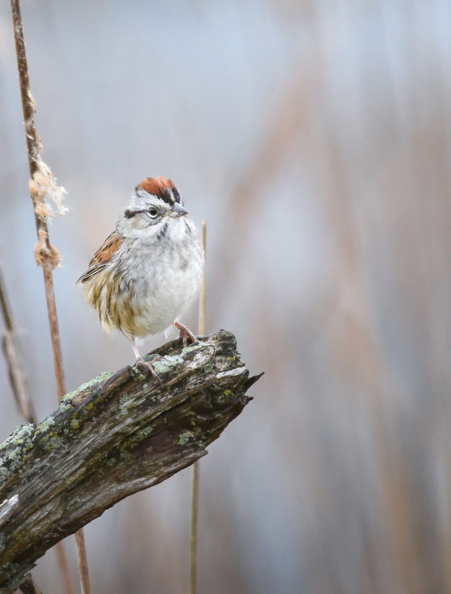 Swamp Sparrow - ML644312569