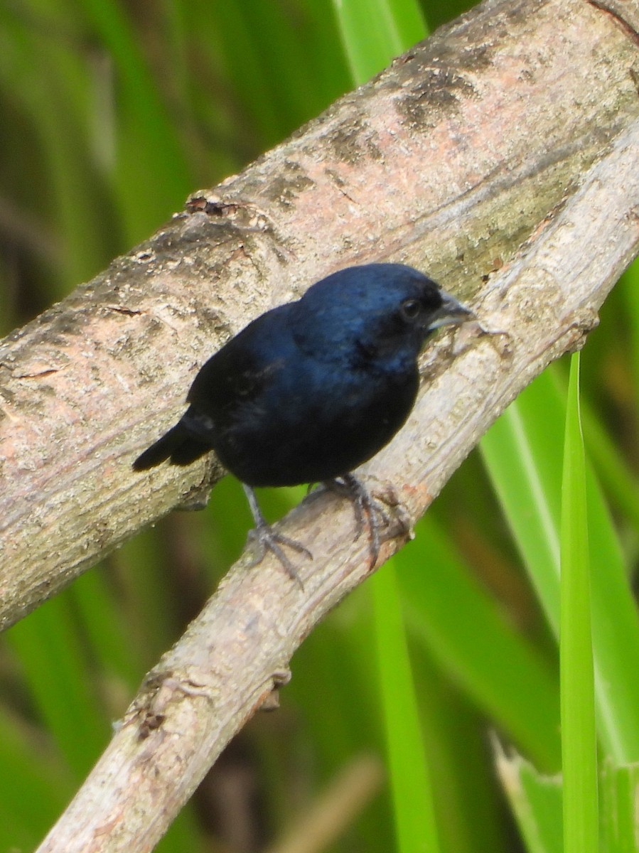 Якарина - ML644312575