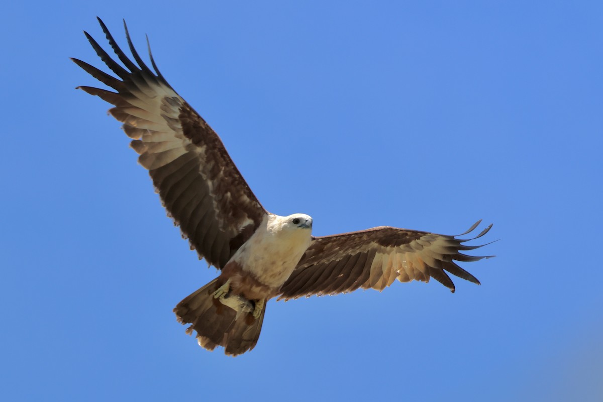Brahminy Kite - ML644312587