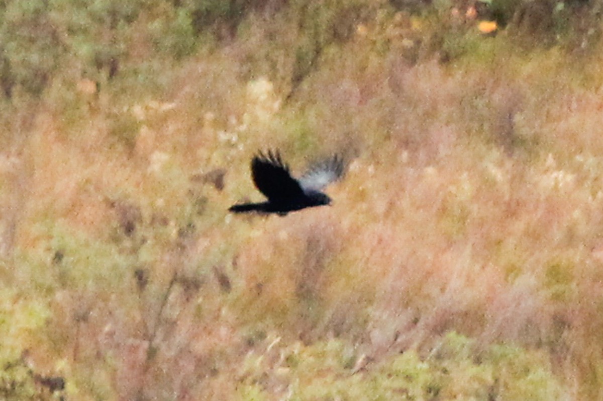 Common Raven - ML644312596