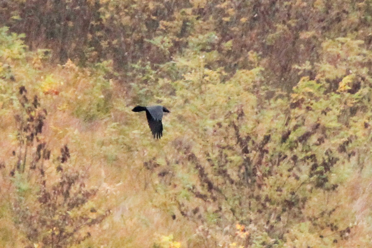 Common Raven - ML644312597