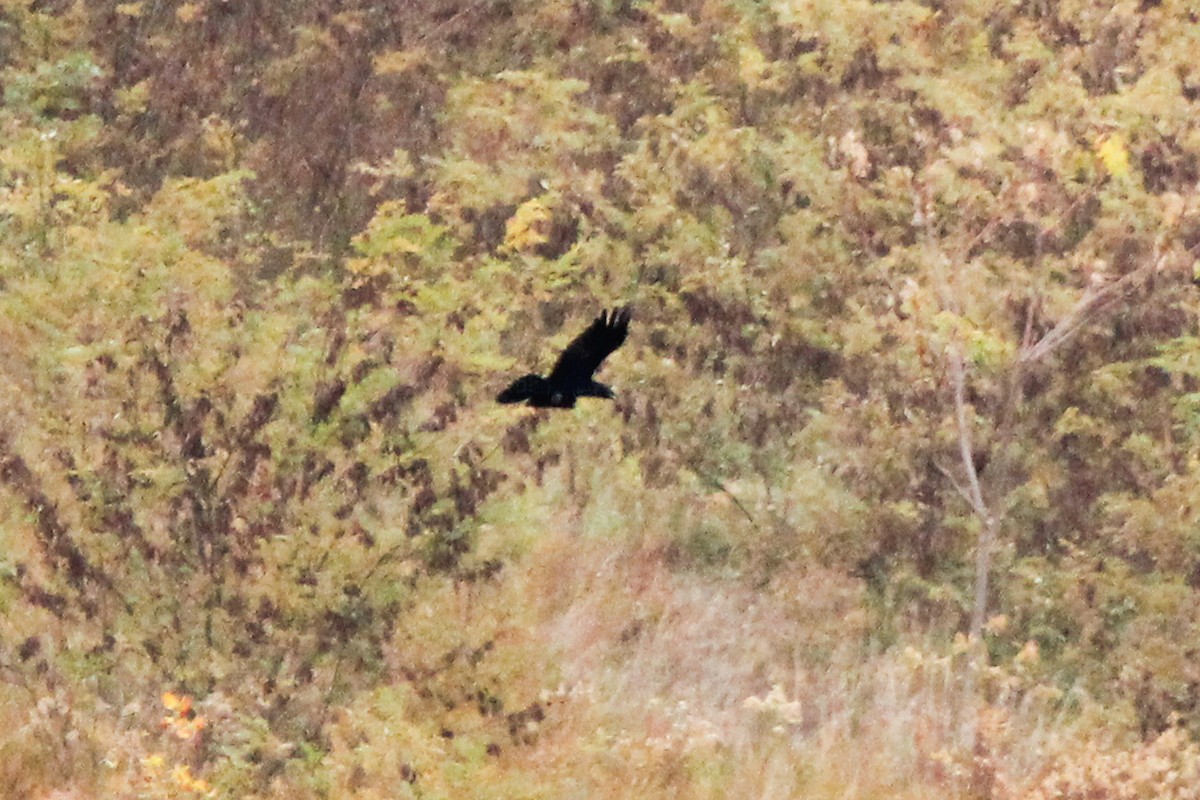 Common Raven - ML644312599