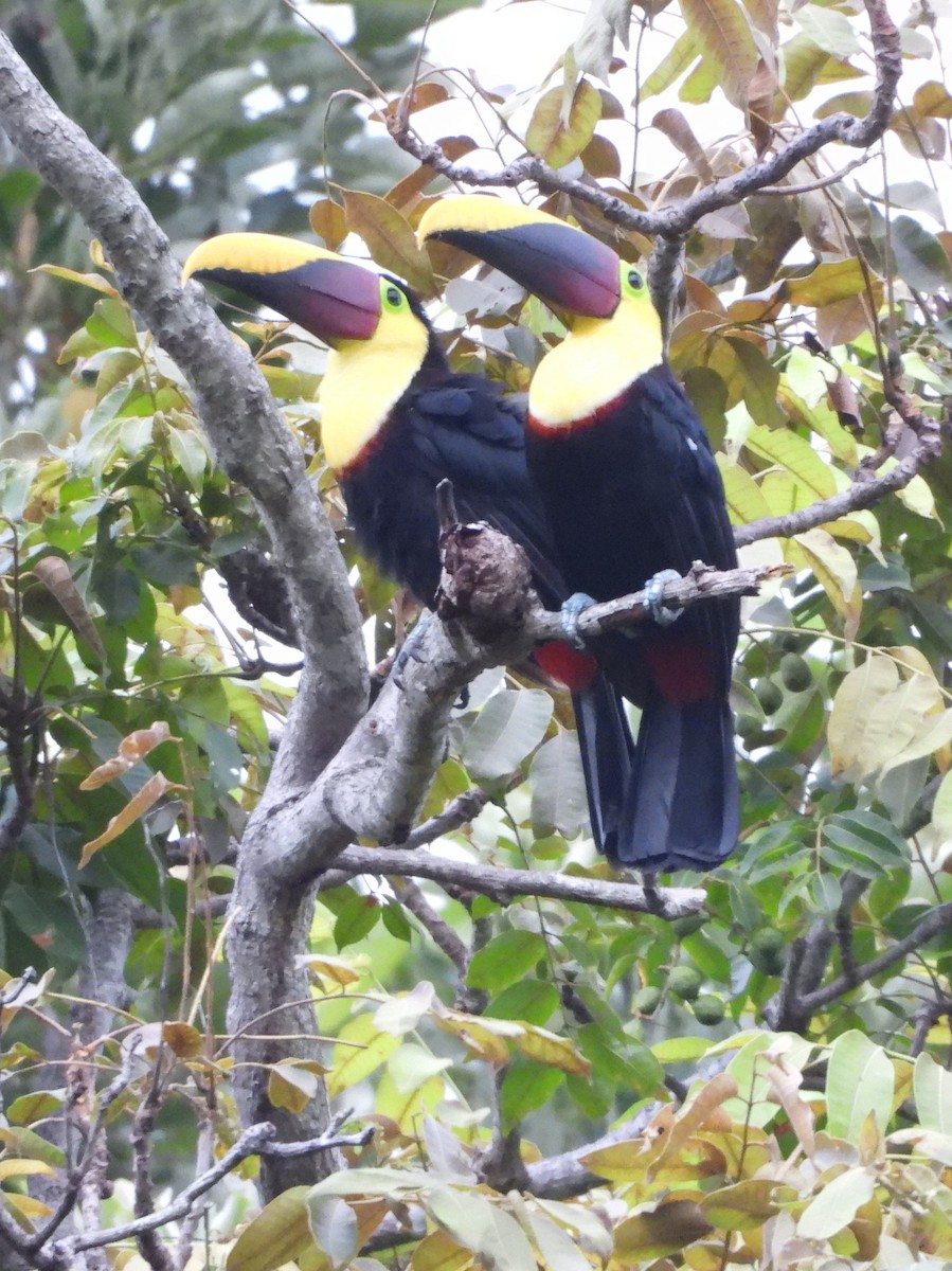 Тукан жовтошиїй - ML644312607