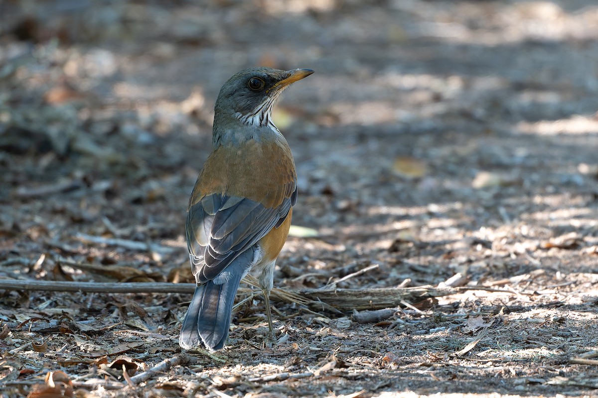 Rufous-backed Robin - ML644312611