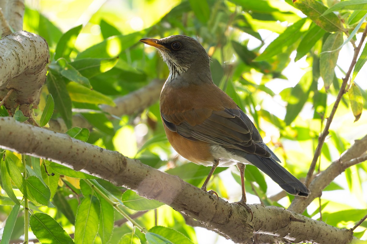 Rufous-backed Robin - ML644312612