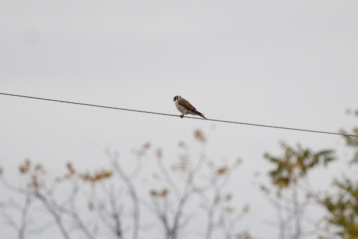 American Kestrel - ML644312613