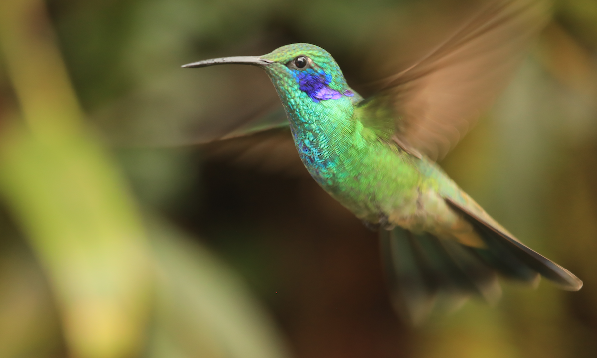 Lesser Violetear - ML644312614