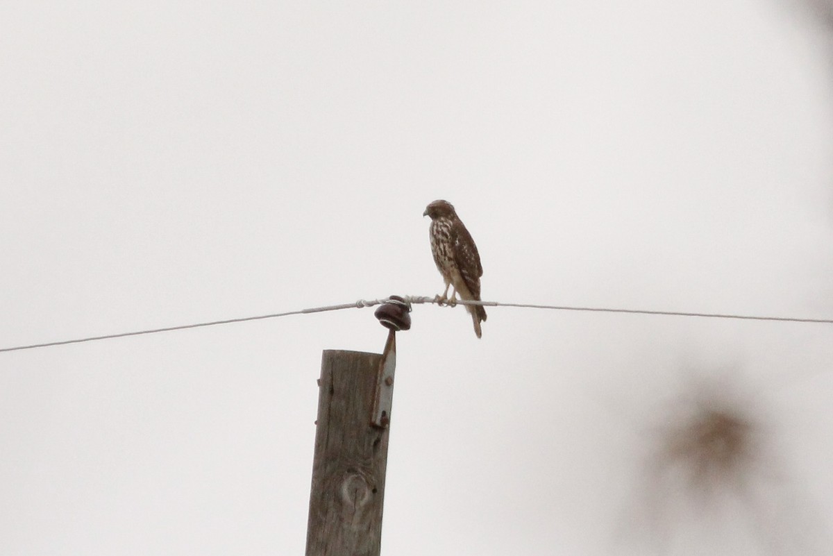 Red-shouldered Hawk (lineatus Group) - ML644312626