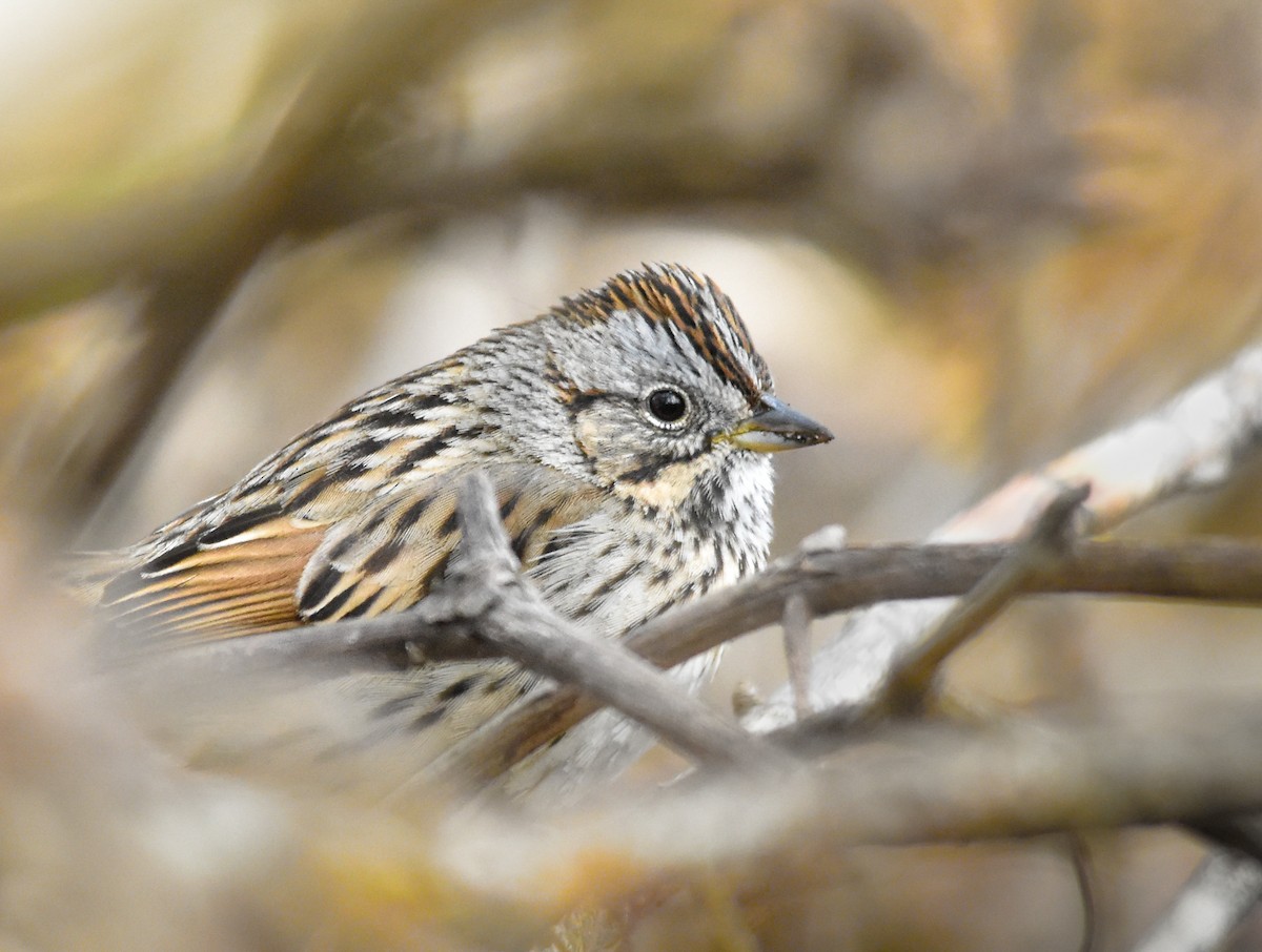 strnadec pruhohlavý - ML644312631