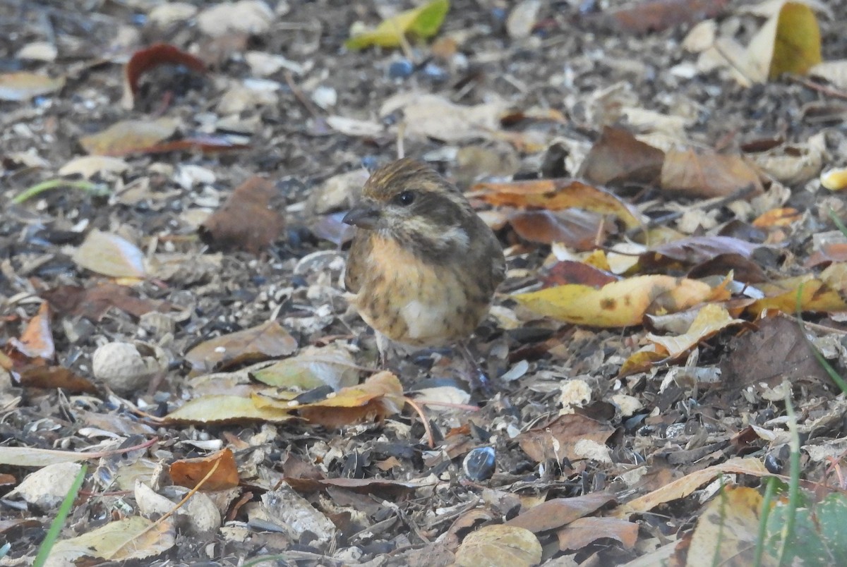 hýl nachový - ML644312634