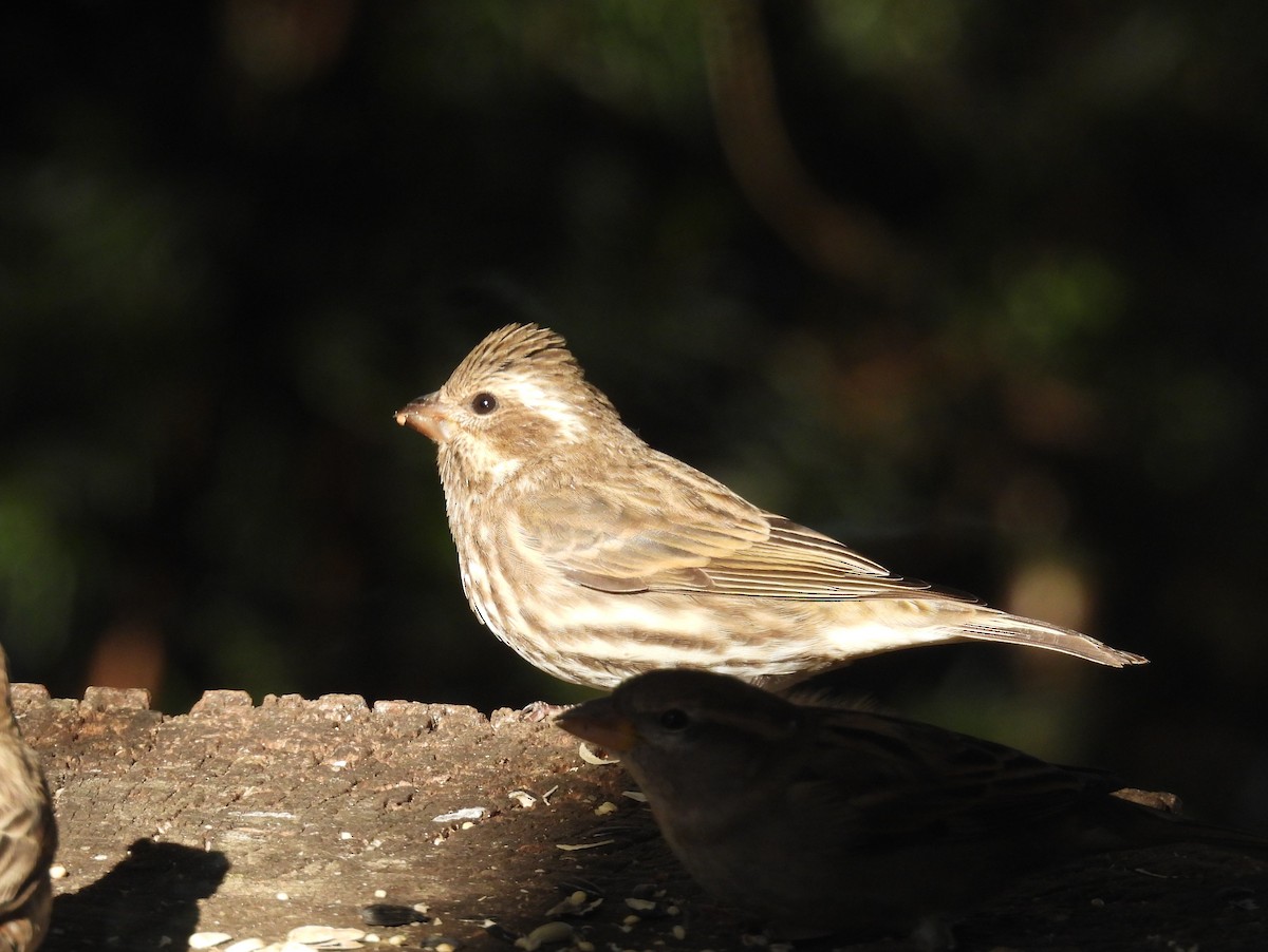 hýl nachový - ML644312639