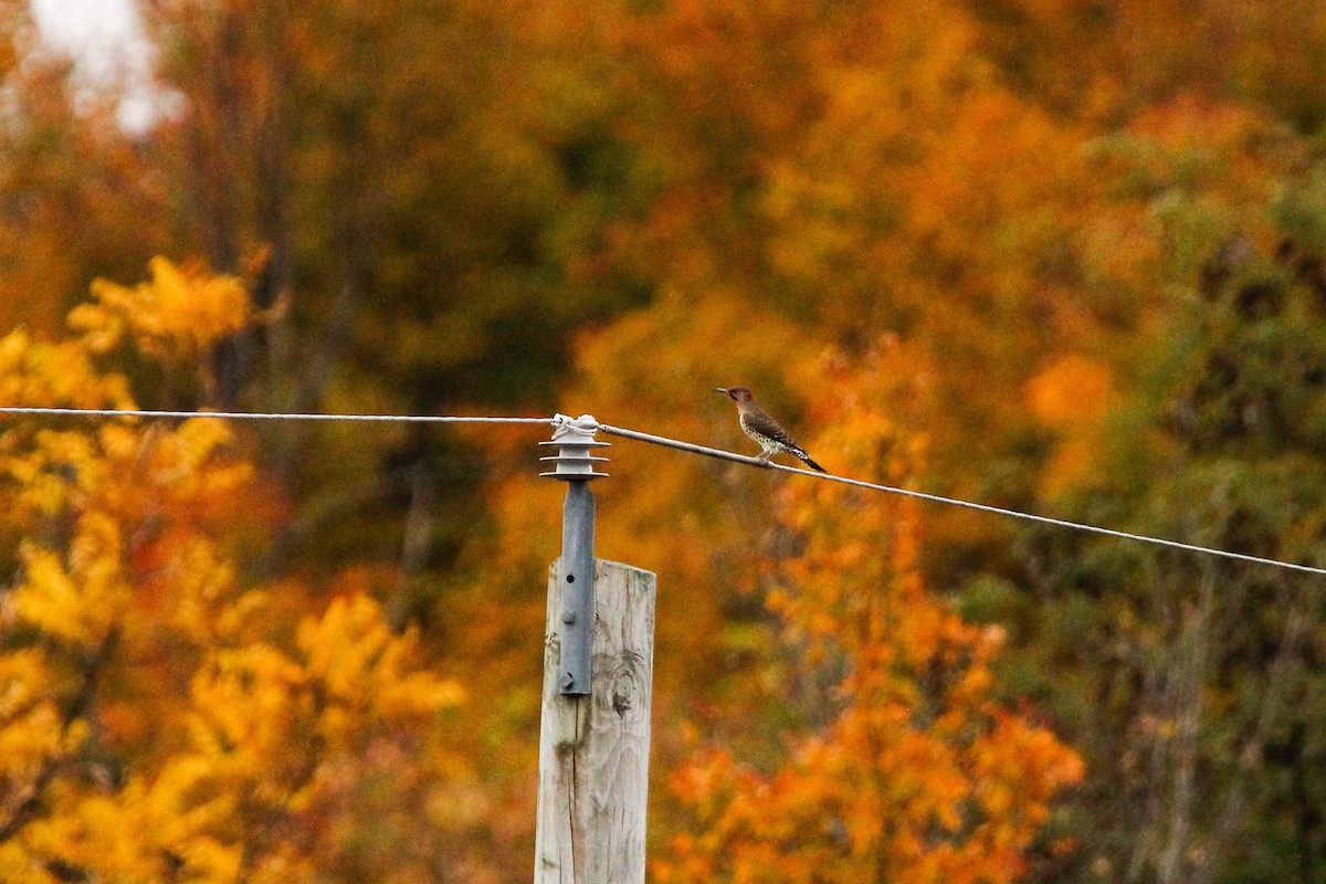 Northern Flicker - ML644312644