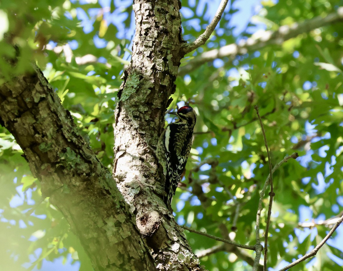 シルスイキツツキ - ML644312645