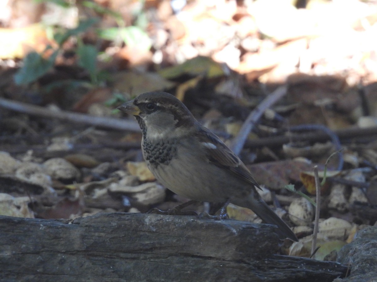 vrabec domácí - ML644312646