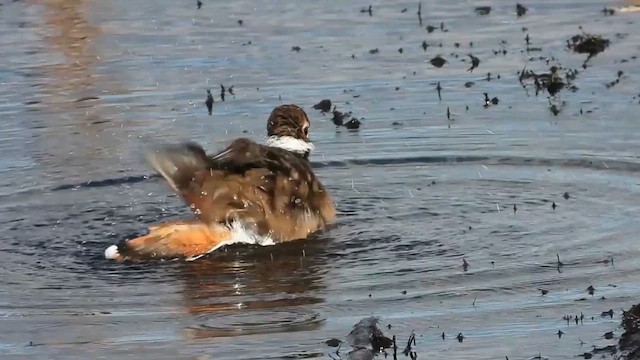 Killdeer - ML644312650